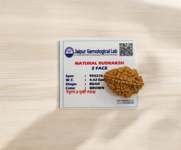 2 Mukhi Rudraksha - Image 4