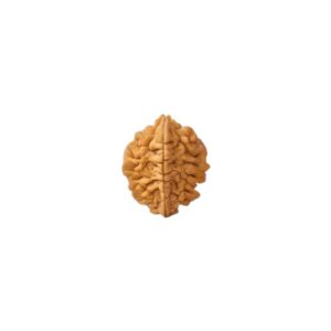 2 Mukhi Rudraksha