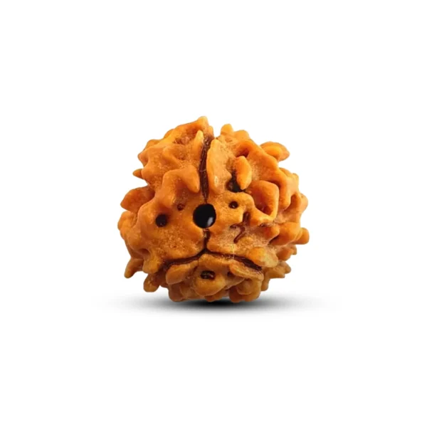 3 Mukhi Ridraksha - Image 4