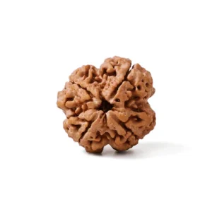 4 Mukhi Rudrakshh